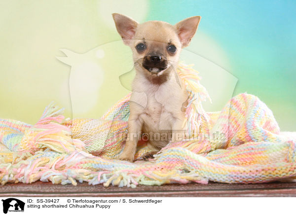 sitzender Kurzhaarchihuahua Welpe / sitting shorthaired Chihuahua Puppy / SS-39427