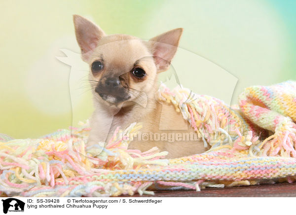 liegender Kurzhaarchihuahua Welpe / lying shorthaired Chihuahua Puppy / SS-39428