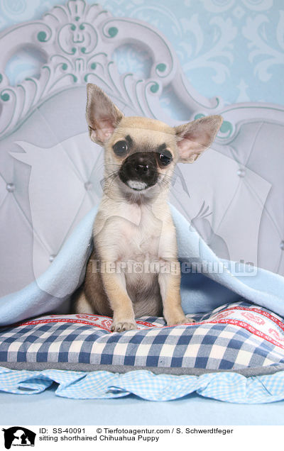 sitting shorthaired Chihuahua Puppy / SS-40091