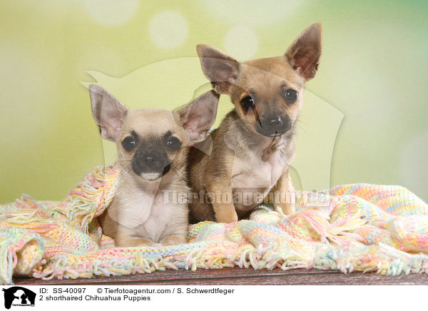 2 Kurzhaarchihuahua Welpen / 2 shorthaired Chihuahua Puppies / SS-40097