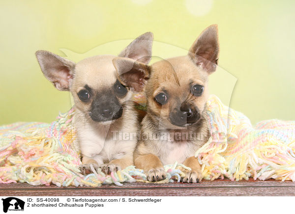 2 shorthaired Chihuahua Puppies / SS-40098