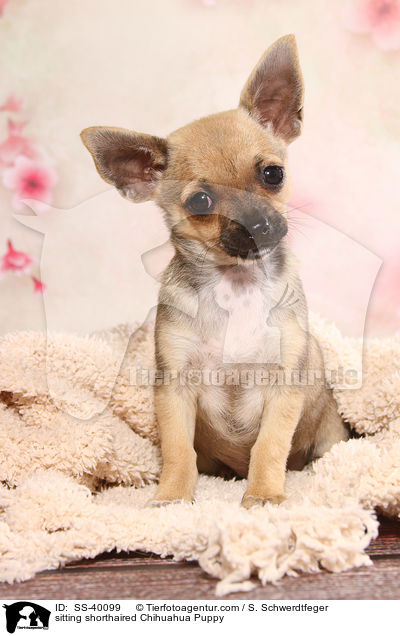 sitting shorthaired Chihuahua Puppy / SS-40099
