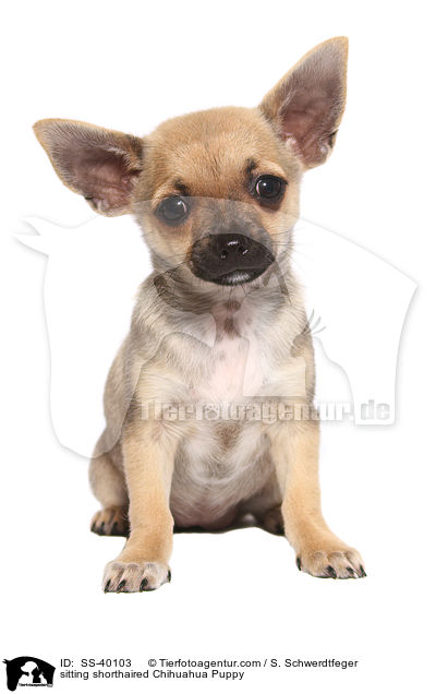 sitting shorthaired Chihuahua Puppy / SS-40103