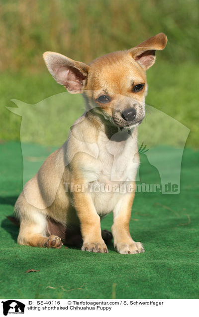 sitting shorthaired Chihuahua Puppy / SS-40116