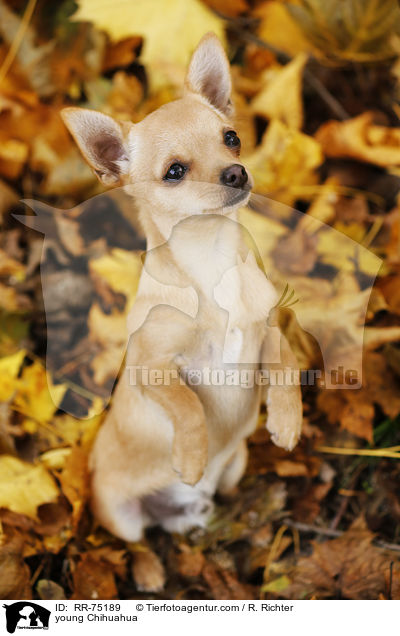 junger Chihuahua / young Chihuahua / RR-75189