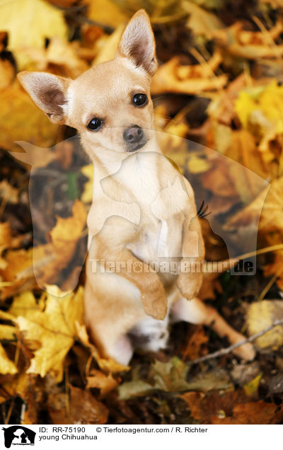 junger Chihuahua / young Chihuahua / RR-75190