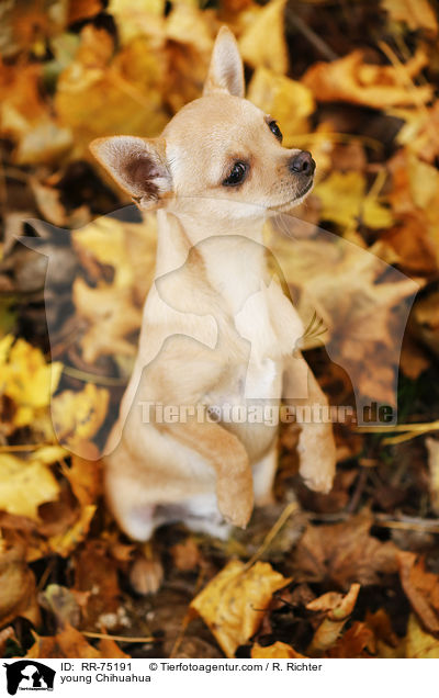 junger Chihuahua / young Chihuahua / RR-75191