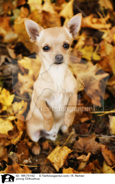 junger Chihuahua / young Chihuahua / RR-75192
