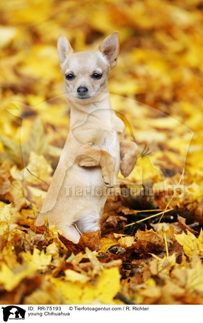 junger Chihuahua / young Chihuahua / RR-75193