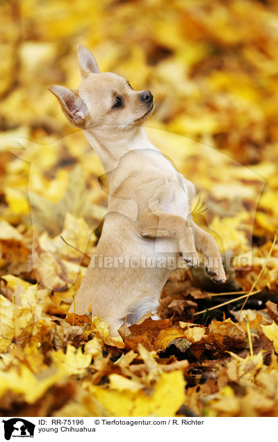 junger Chihuahua / young Chihuahua / RR-75196