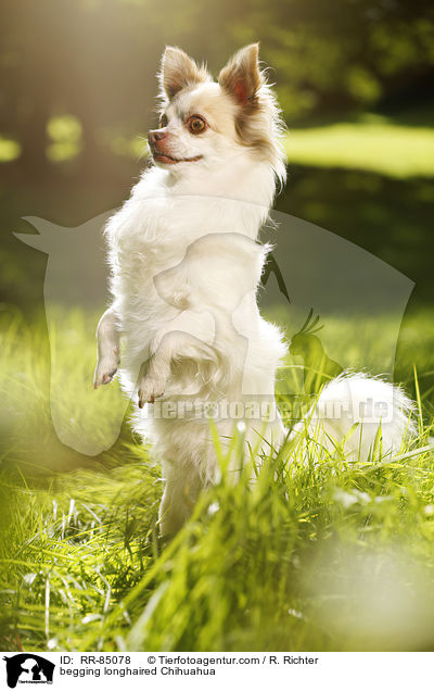 Langhaarchihuahua macht Mnnchen / begging longhaired Chihuahua / RR-85078