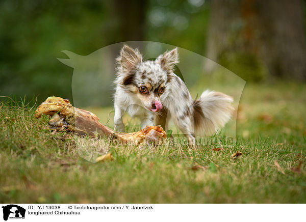 longhaired Chihuahua / YJ-13038
