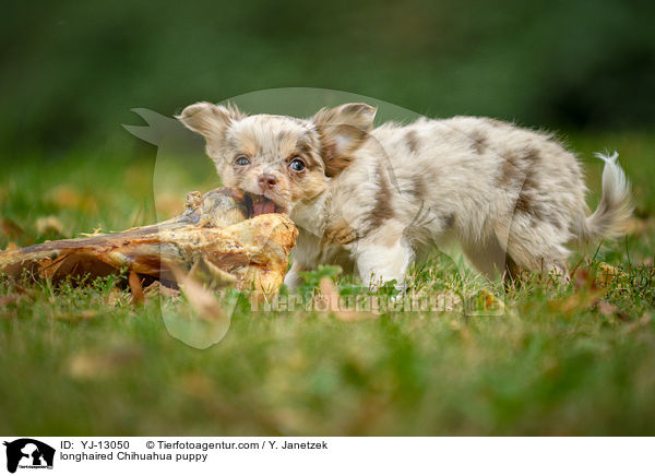 longhaired Chihuahua puppy / YJ-13050