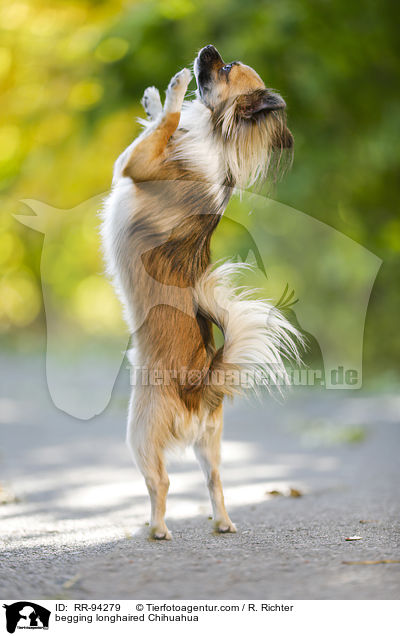 Langhaarchihuahua macht Mnnchen / begging longhaired Chihuahua / RR-94279
