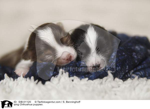 liegende Chihuahua Welpen / lying Chihuahua puppies / SIB-01120