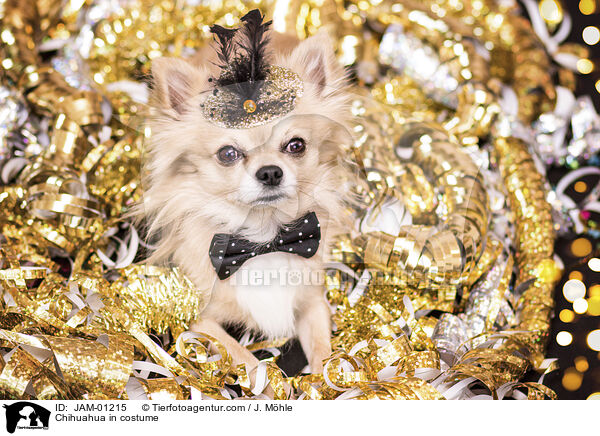 Chihuahua in costume / JAM-01215