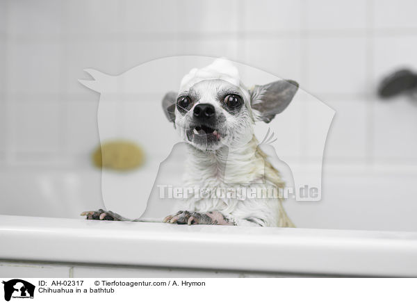 Chihuahua in einer Badewanne / Chihuahua in a bathtub / AH-02317