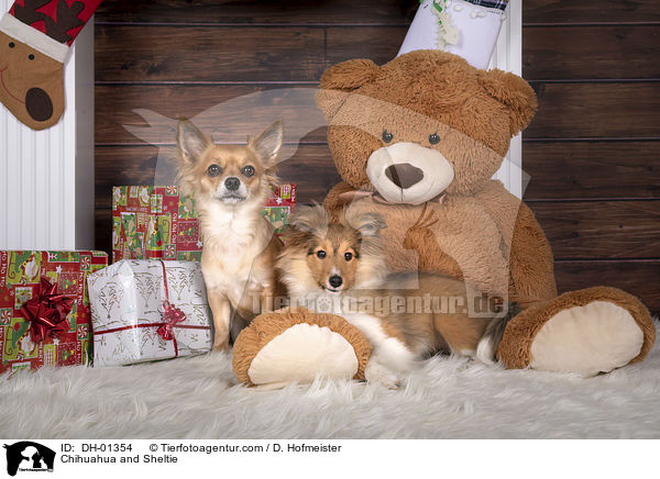 Chihuahua and Sheltie / DH-01354