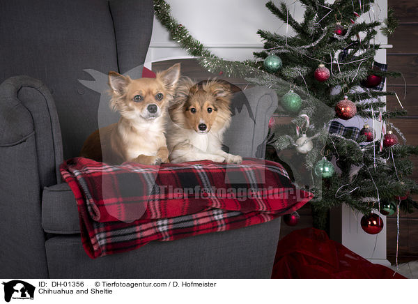 Chihuahua and Sheltie / DH-01356