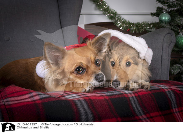 Chihuahua and Sheltie / DH-01357