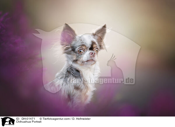 Chihuahua Portrait / Chihuahua Portrait / DH-01471