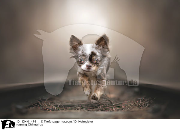 rennender Chihuahua / running Chihuahua / DH-01474