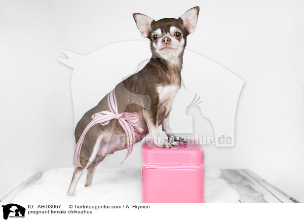 pregnant female chihuahua / AH-03067