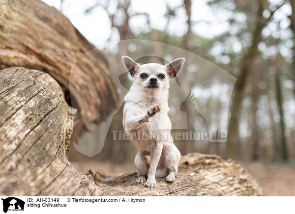 sitting Chihuahua / AH-03149