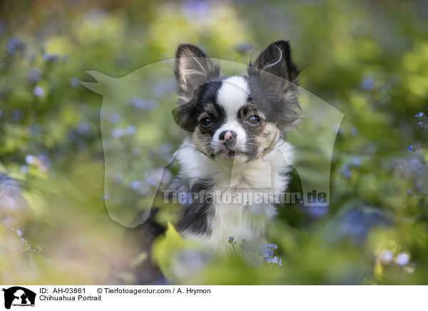 Chihuahua Portrait / AH-03861