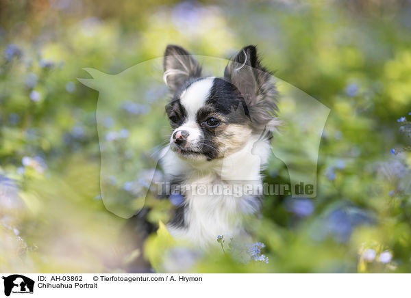 Chihuahua Portrait / AH-03862