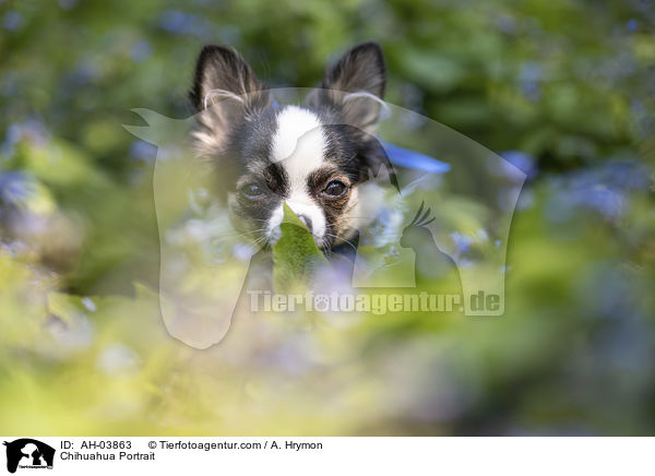 Chihuahua Portrait / AH-03863