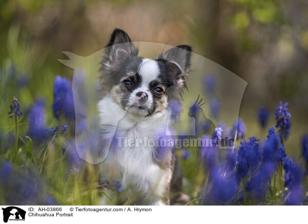 Chihuahua Portrait / AH-03866