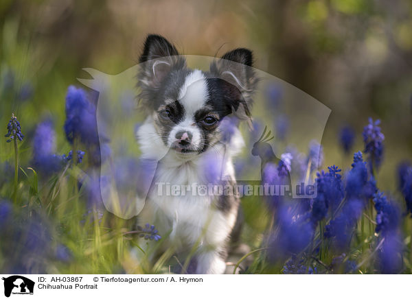 Chihuahua Portrait / AH-03867