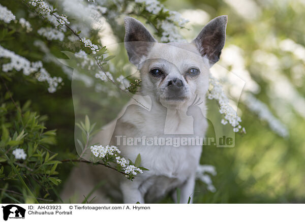 Chihuahua Portrait / Chihuahua Portrait / AH-03923