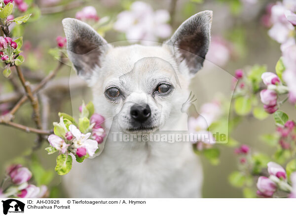 Chihuahua Portrait / Chihuahua Portrait / AH-03926