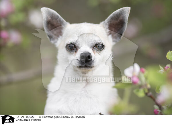 Chihuahua Portrait / Chihuahua Portrait / AH-03927