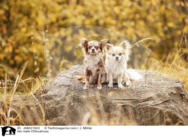 two male Chihuahuas / JAM-01943