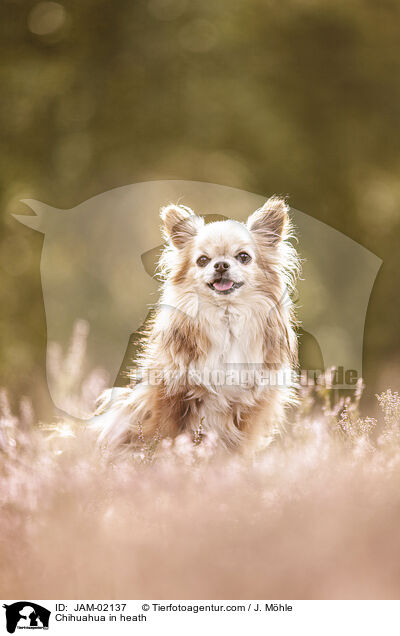 Chihuahua in heath / JAM-02137