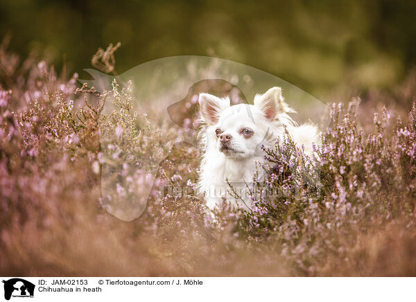 Chihuahua in heath / JAM-02153