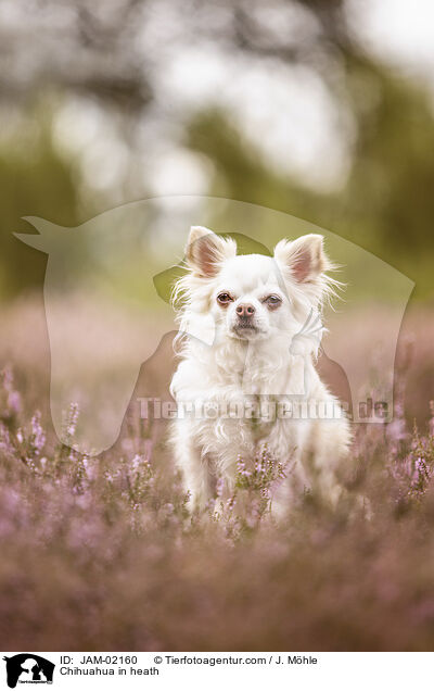 Chihuahua in heath / JAM-02160