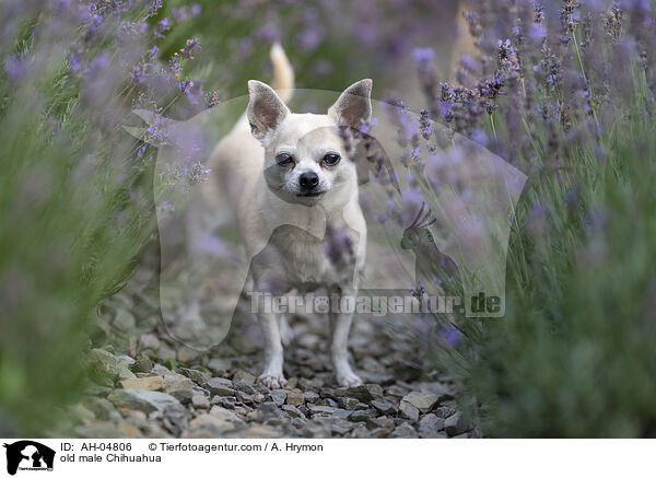 alter Chihuahua Rde / old male Chihuahua / AH-04806