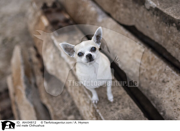 alter Chihuahua Rde / old male Chihuahua / AH-04812