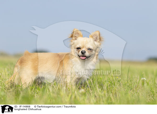 longhaired Chihuahua / IF-14868