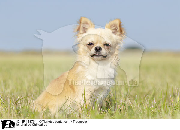 longhaired Chihuahua / IF-14870