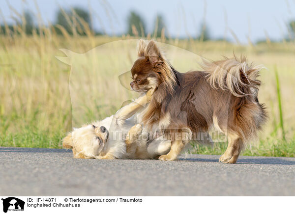longhaired Chihuahuas / IF-14871