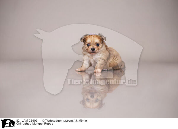 Chihuahua-Mischling Welpe / Chihuahua-Mongrel Puppy / JAM-02403