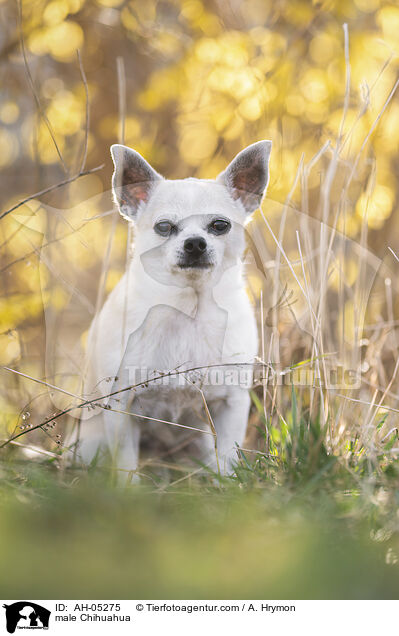 male Chihuahua / AH-05275