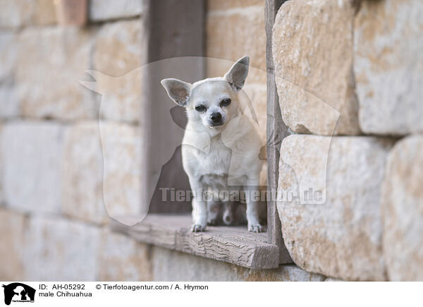 Chihuahua Rde / male Chihuahua / AH-05292