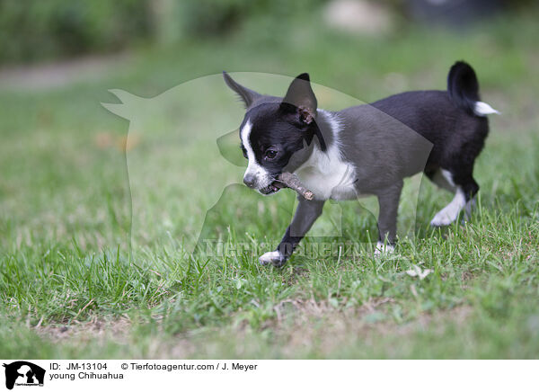 young Chihuahua / JM-13104