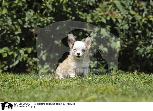 Chihuahua Puppy / JH-29058